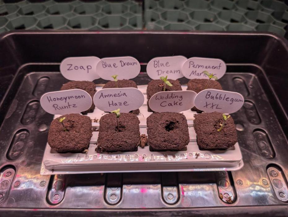 First Coco Grow. Week 0