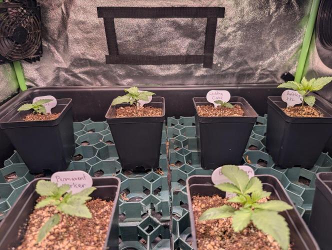 First Coco Grow. Week 1