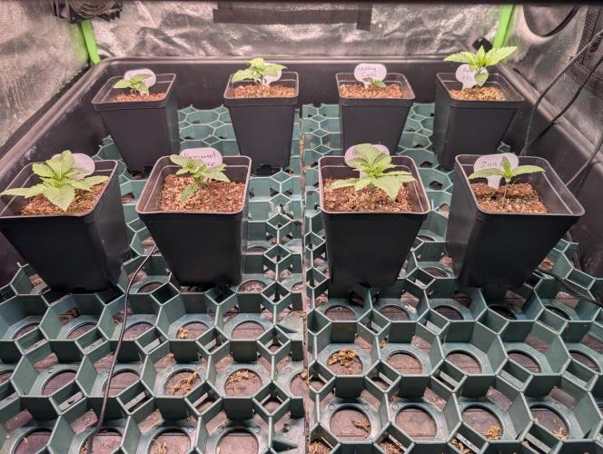 First Coco Grow. Week 1