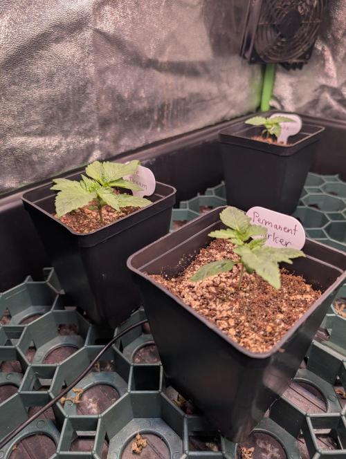 First Coco Grow. Week 1