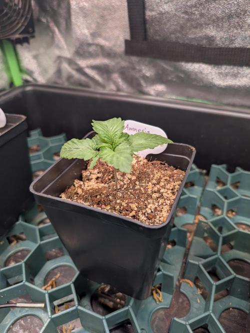 First Coco Grow. Week 1