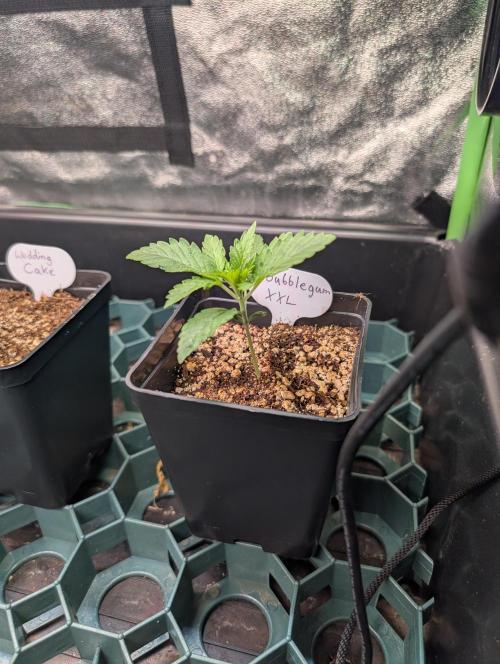 First Coco Grow. Week 1