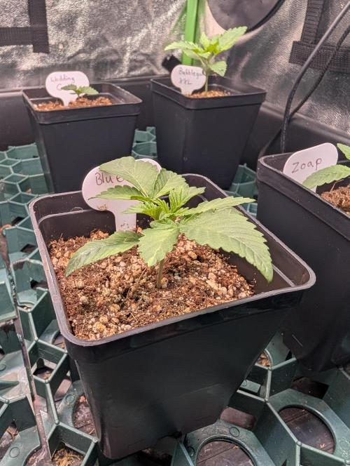 First Coco Grow. Week 1