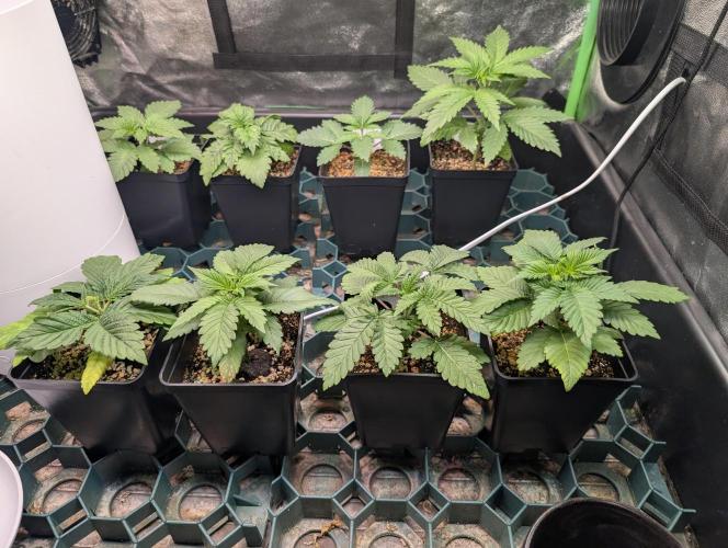 First Coco Grow. Week 2