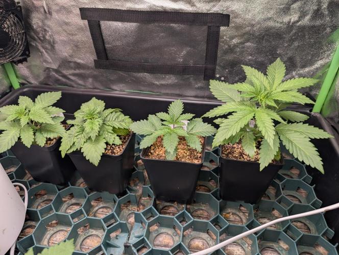 First Coco Grow. Week 2