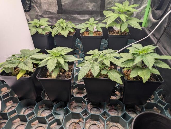 First Coco Grow. Week 2
