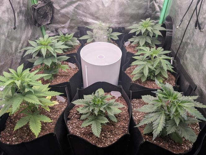 First Coco Grow. Week 3