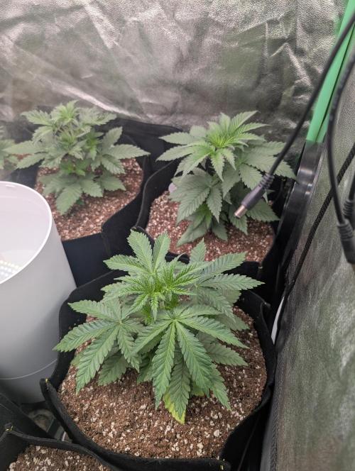 First Coco Grow. Week 3