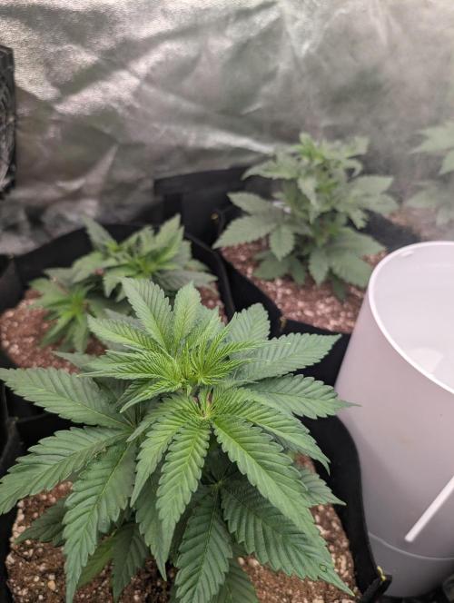 First Coco Grow. Week 3
