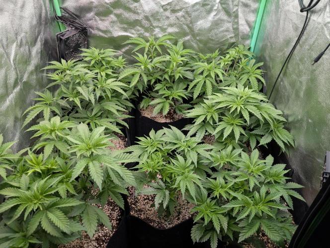 First Coco Grow. Week 4