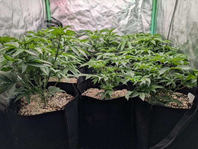 First Coco Grow. Week 4