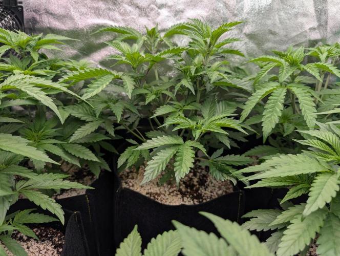 First Coco Grow. Week 4