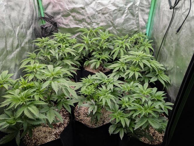 First Coco Grow. Week 4