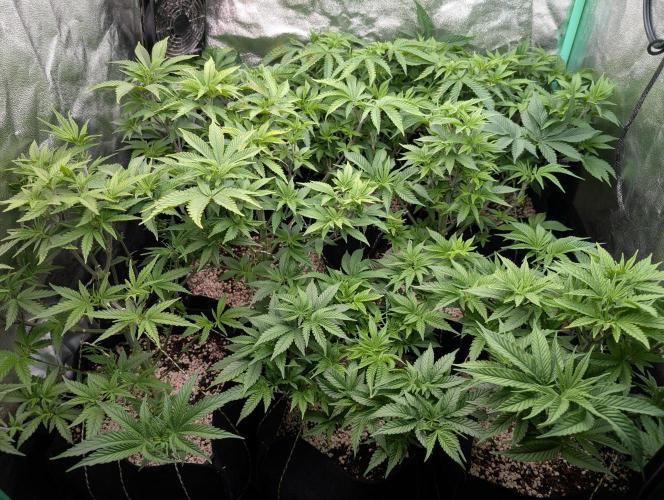 First Coco Grow. Week 5
