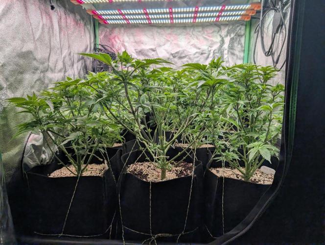 First Coco Grow. Week 5