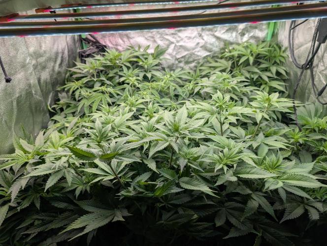 First Coco Grow. Week 6