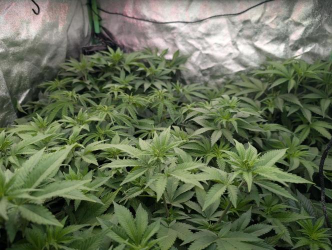 First Coco Grow. Week 6