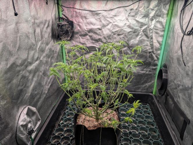 First Coco Grow. Week 6