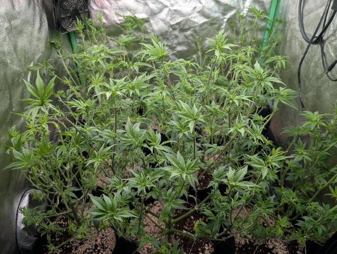 First Coco Grow. Week 6