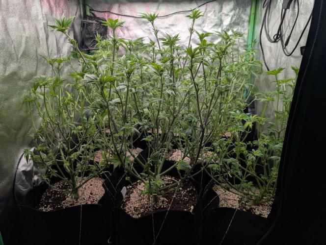 First Coco Grow. Week 6