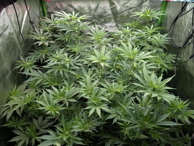 First Coco Grow. Week 7