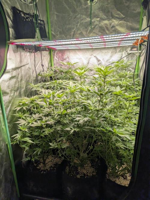 First Coco Grow. Week 7