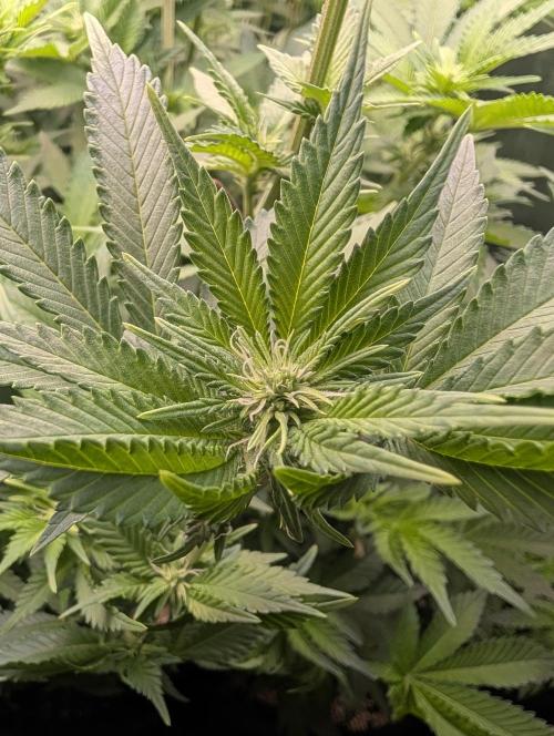 First Coco Grow. Week 7