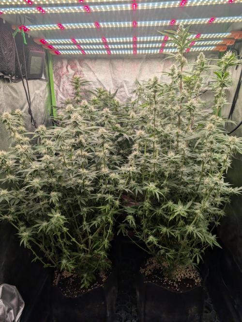 First Coco Grow. Week 9