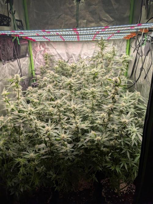 First Coco Grow. Week 9