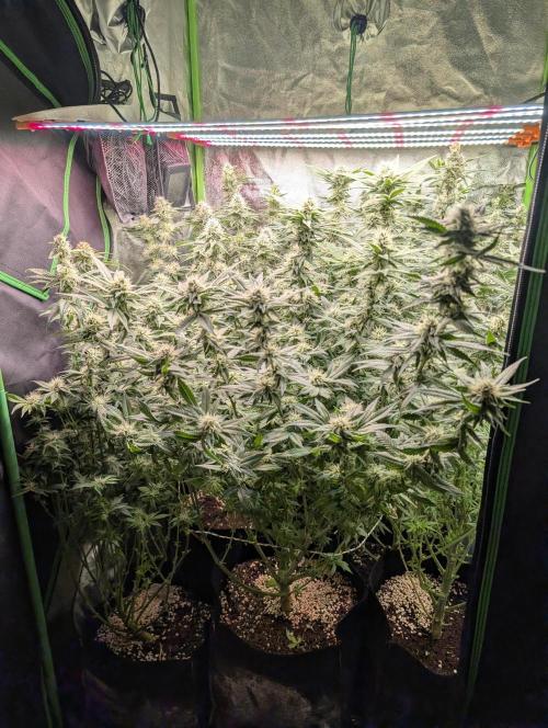First Coco Grow. Week 10
