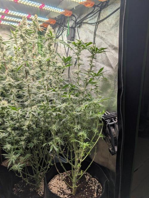 First Coco Grow. Week 10