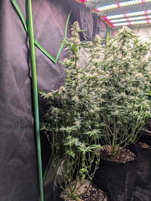 First Coco Grow. Week 10