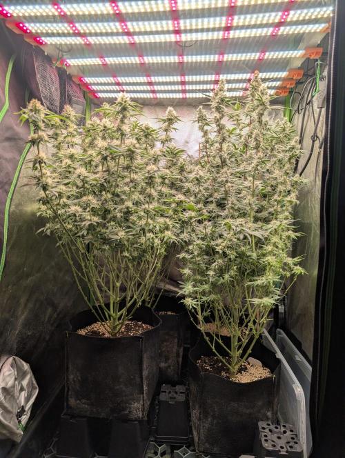 First Coco Grow. Week 10