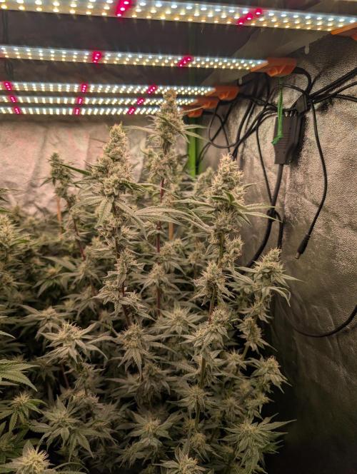 First Coco Grow. Week 10