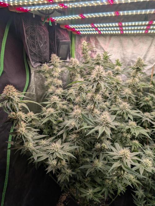 First Coco Grow. Week 10