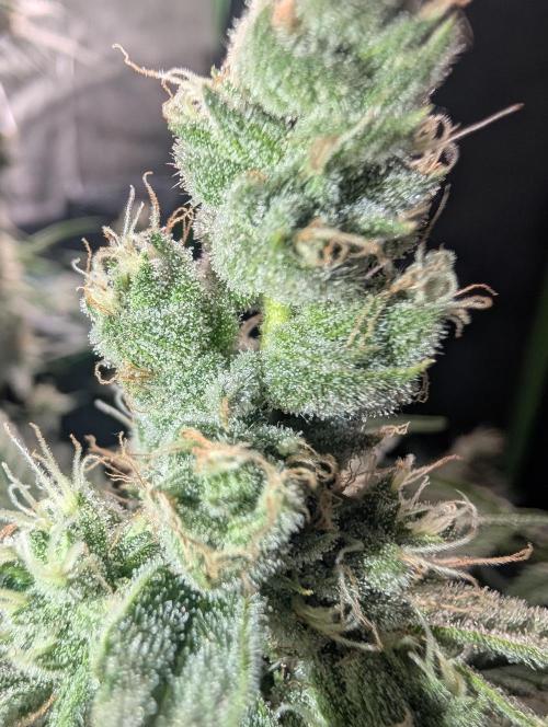 First Coco Grow. Week 10