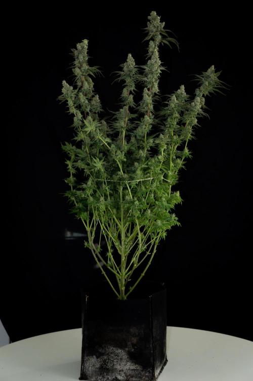 First Coco Grow. Week 11