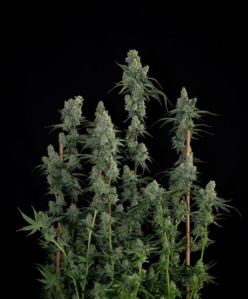 First Coco Grow. Week 11