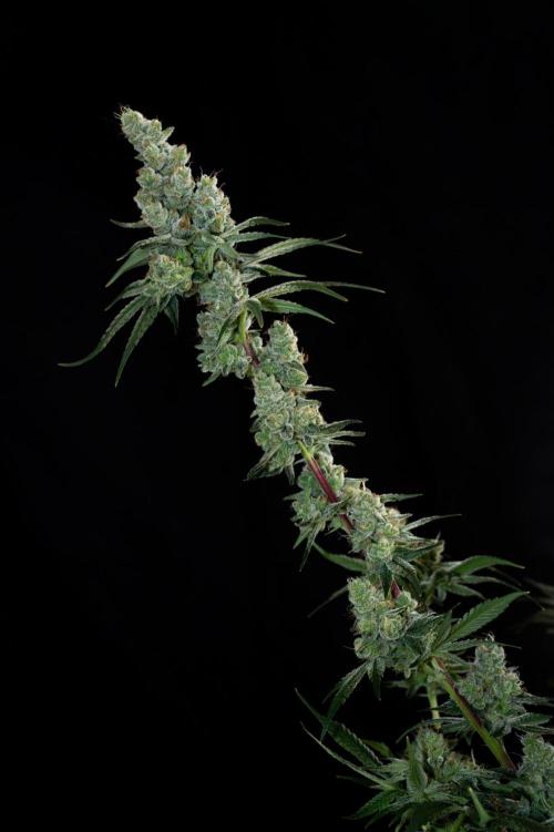 First Coco Grow. Week 11