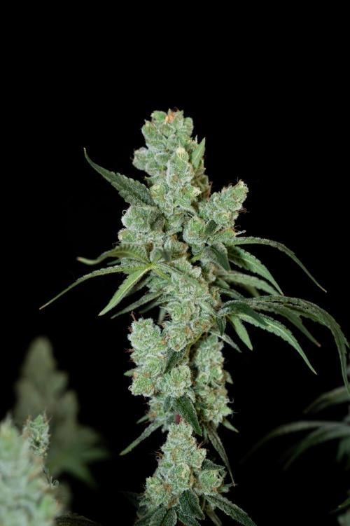 First Coco Grow. Week 11