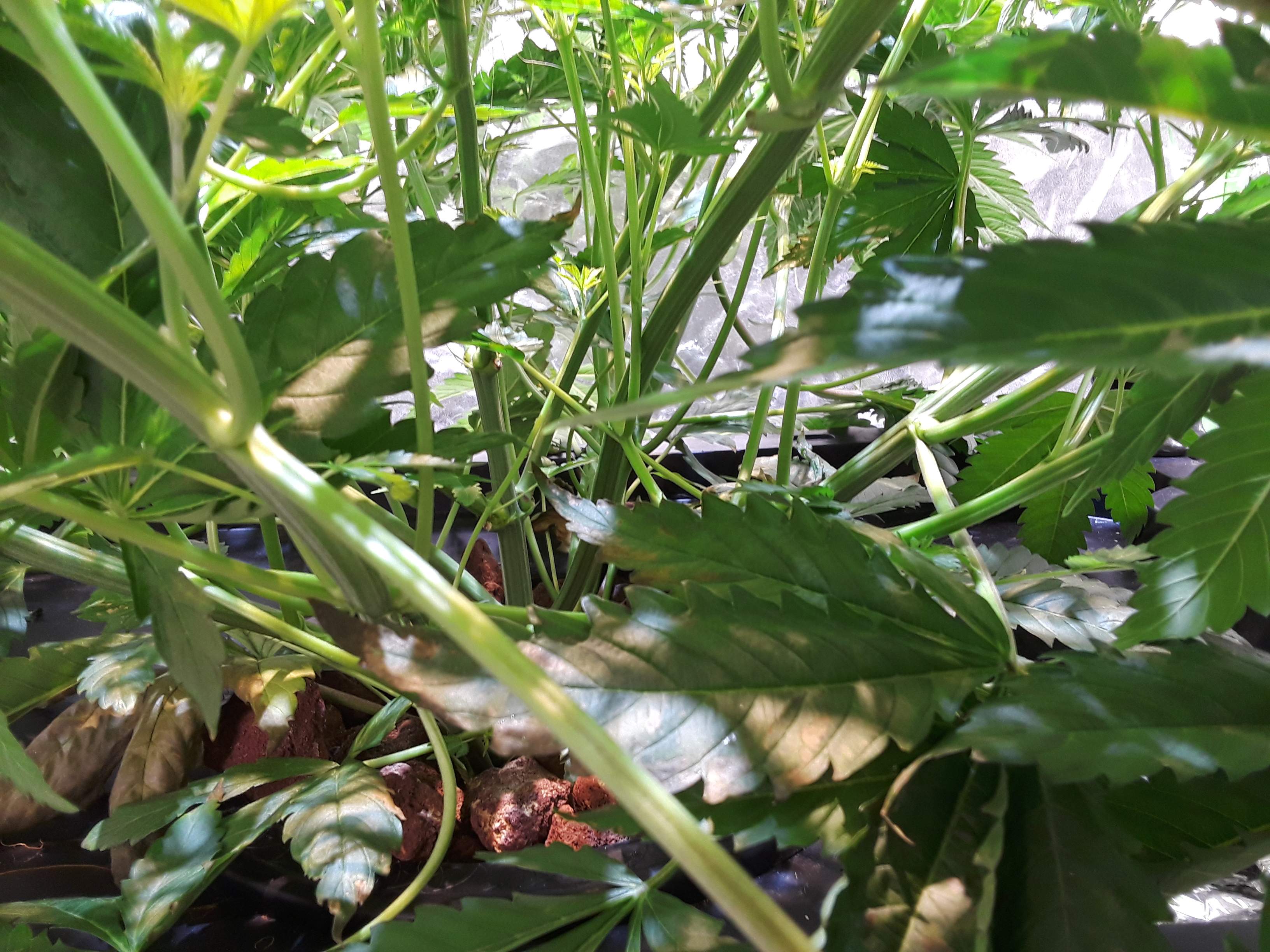 ETHOS Banana Hammock R1 grow diary (journal) week7 by