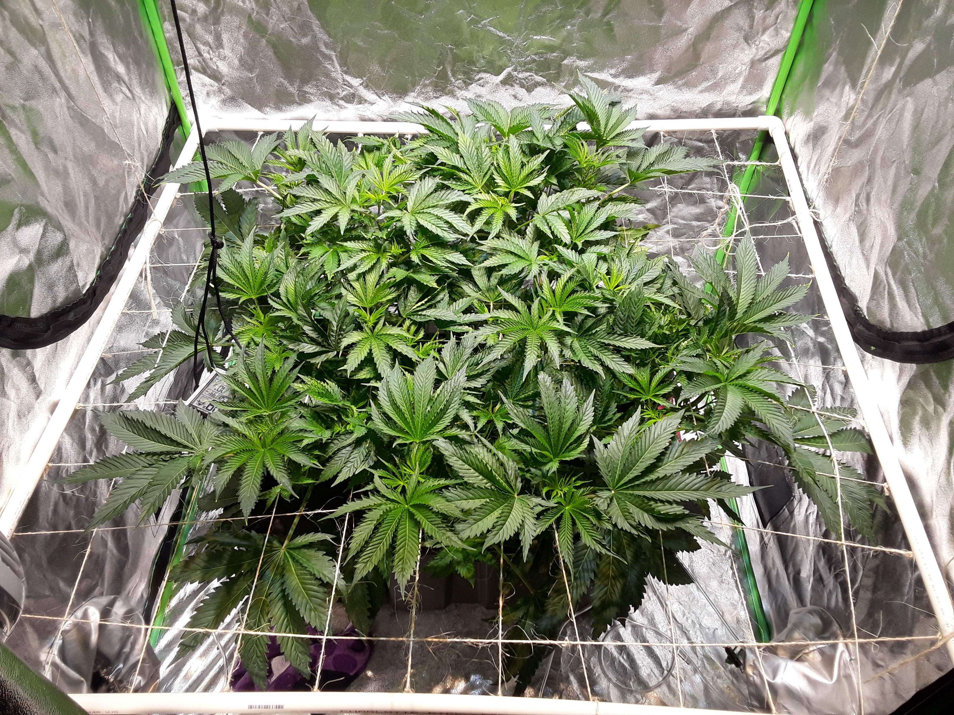 ETHOS Banana Hammock R1 grow diary (journal) week7 by