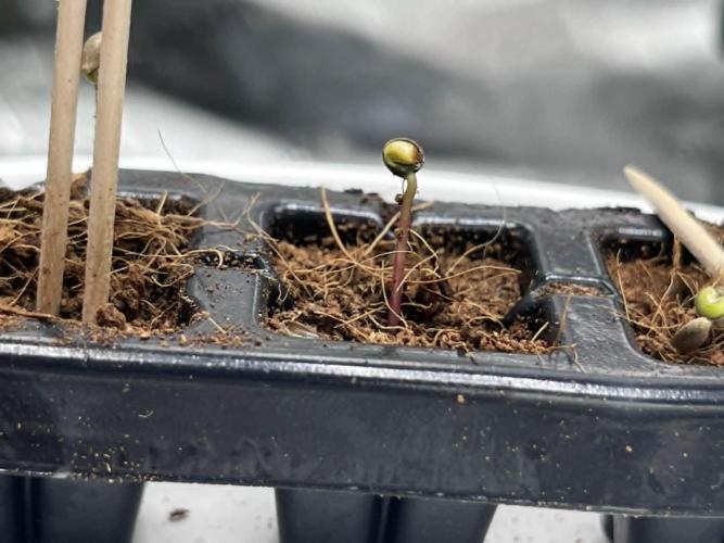 Blueberry Muffin - First Grow Ever. Week 0 - 2nd day after light