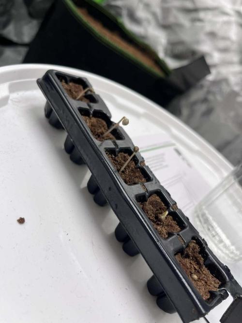 Blueberry Muffin - First Grow Ever. Week 0 - 1rst day under light