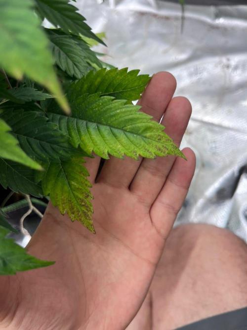 Alkannabis