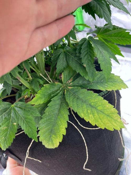 Alkannabis
