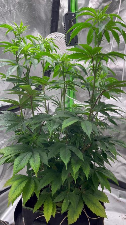 Alkannabis