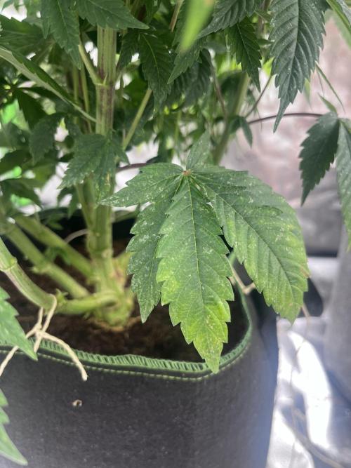 Alkannabis