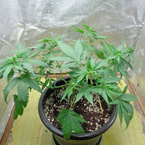 Sweet Afghani Delicious, by Sweet Seeds. Week 4