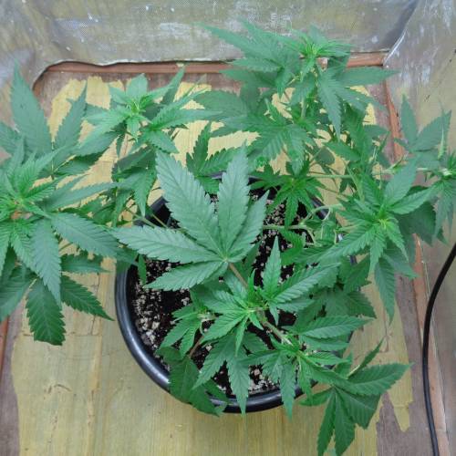 Sweet Afghani Delicious, by Sweet Seeds. Week 4